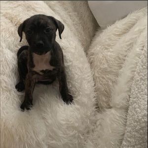 Meet your Posher, Kia